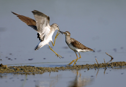 ..::Sandpiper::..